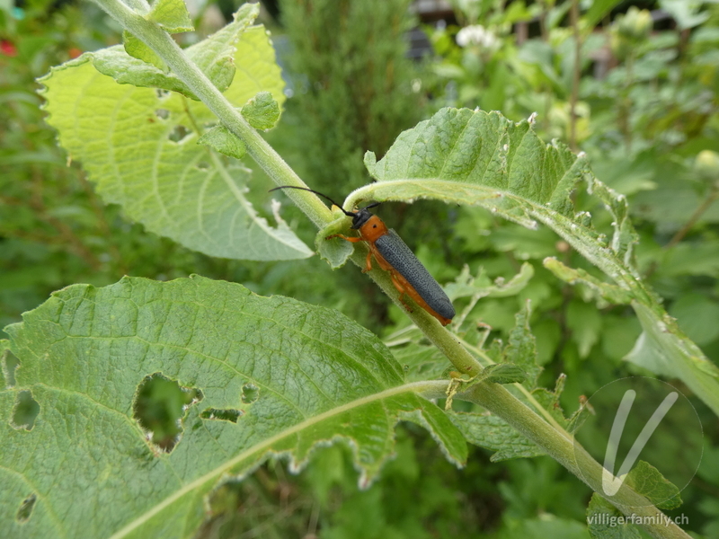 Weiden-Linienbock: Übersicht